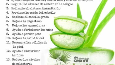 Photo of Aloe Vera: os benefícios