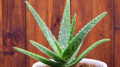 Photo of Aloe Vera Plant Care