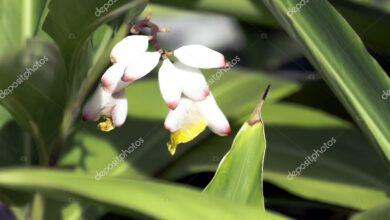 Photo of Alpinia ou lírio de porcelana