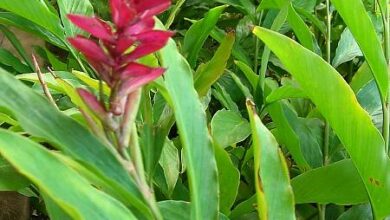 Photo of Alpinia purpurata Jengibre rojo,Lavande roja