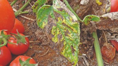 Photo of Alternaria Informação sobre o tomate – Saiba mais sobre a mancha de cabeça de cravo no tomate