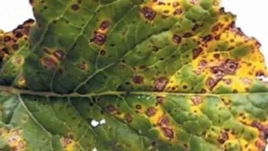 Photo of Alternaria leaf spot – Tratamento de nabos com Alternaria leaf spot
