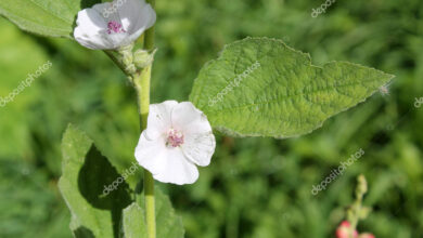 Photo of Althaea officinalis Marshmallow, Malva-comum