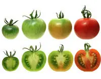 Photo of Amadurecimento do tomateiro: pode atrasar o amadurecimento do tomateiro?