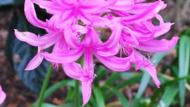 Photo of Amarine Belladiva, Nerine Hybrid