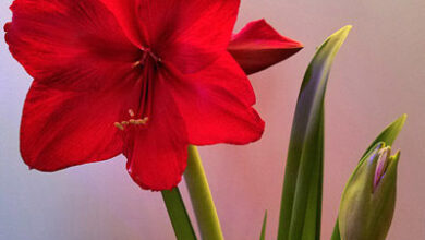 Photo of Amaryllis