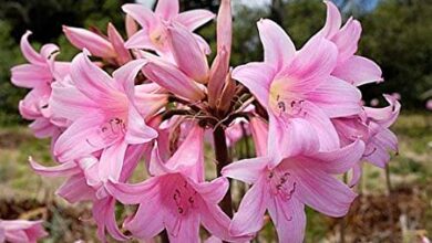 Photo of Amaryllis belladonna Amaryllis belladonna