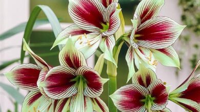Photo of Amaryllis Butterfly