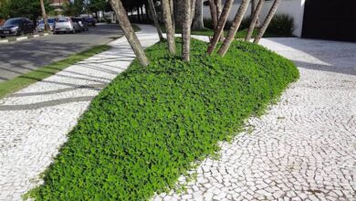 Photo of Amendoins Perenes – Manutenção dos Amendoins Ornamentais no Jardim