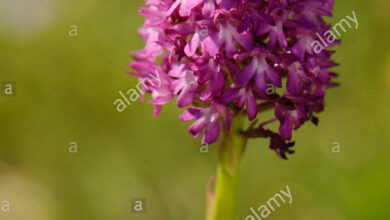 Photo of Anacamptis pyramidalis Orquídea Pirâmide