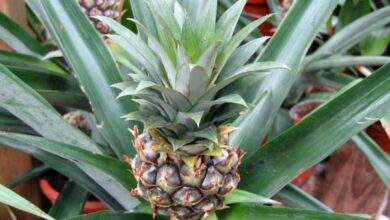 Photo of Ananas comosus Ananas cultivé, Ananas-fruit