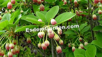 Photo of Andromeda bellflower, Enkianthus bellflower