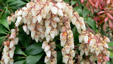 Photo of Andrómeda do Japão, Pieris