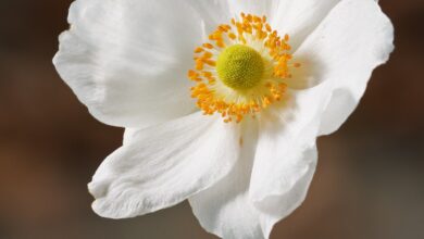 Photo of Anemone hupehensis var. Japonica Anemone do Japão