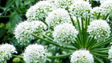 Photo of Angelica Herb: Como cultivar angélica