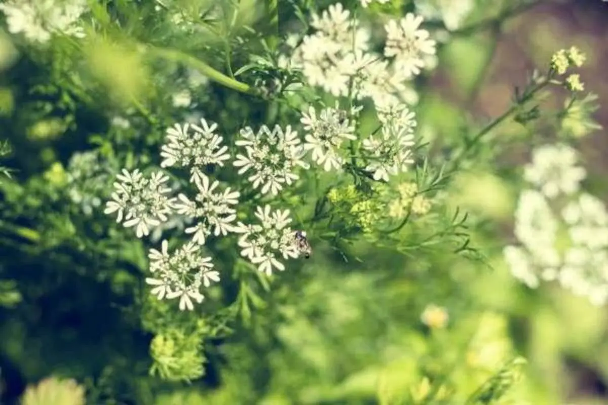Anis como tempero - Aprenda a usar plantas de anis - Noticias De Jardim