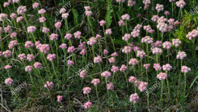 Photo of Antennaria dioica Pie de gato dioica, Antennaria dioica