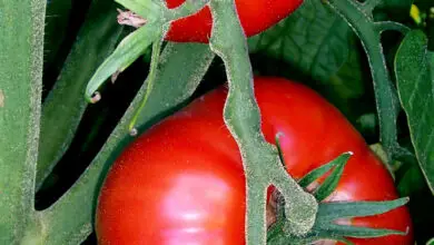 Photo of Antigas plantas de tomateiro : O que é um tomate antigo?