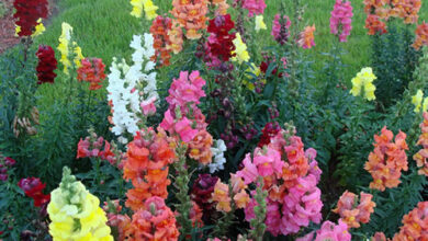 Photo of Antirrhinum majus, uma planta que tem flores de uma forma muito especial