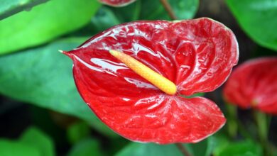 Photo of Anturio (Anthurium Scherzerianum Schott)