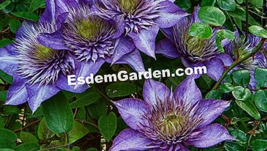 Photo of Ao esculpir clematis