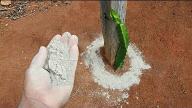 Photo of Apimentar com ervas culinárias exóticas : Ervas exóticas para crescer no seu jardim