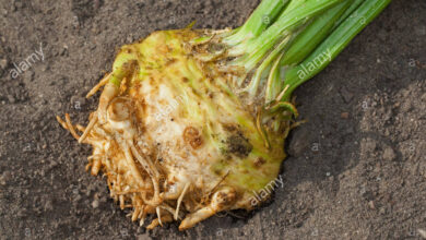 Photo of Apium graveolens var. rapaceum Celeriac, Celeriac nabo