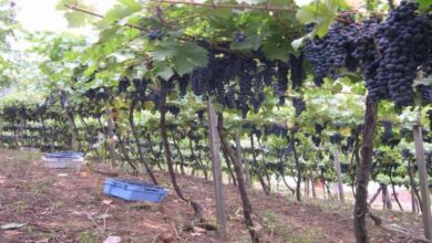 Photo of Apoio às plantas da videira: gestão das plantas da videira em casa