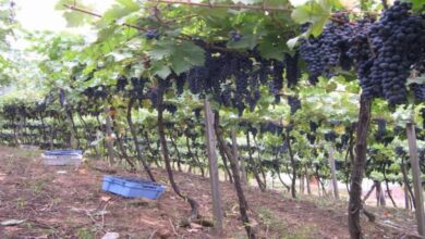 Photo of Apoio às plantas da videira: gestão das plantas da videira em casa