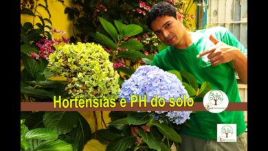 Photo of Aprenda como verificar o pH do seu solo e como fazer florescer o seu jardim.