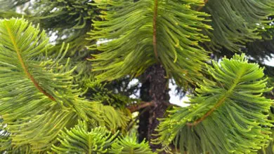 Photo of Araucária heterofila Norfolk Pine, Araucária de Norfolk