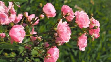 Photo of Arbusto de papel, Edgworthie com flor dourada