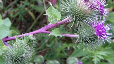 Photo of Arctium lappa Grande bardana, bardana, bardana officinale