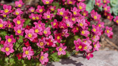 Photo of Arends saxifrage, espuma de saxifrage