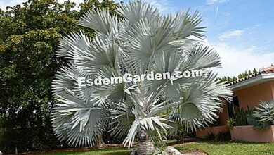 Photo of Arenga engleri palmeira Formosa, palmeira de Taiwan, palmeira anã