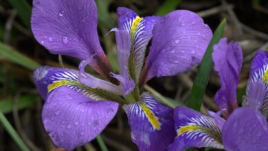 Photo of Argel Iris, Iris de invierno