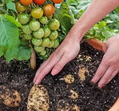 Photo of Arkansas Traveler’s Care – Como Cultivar Tomates de Viagem no Arkansas