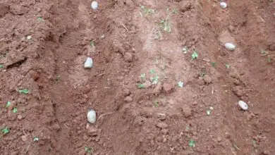 Photo of Armazenamento de batatas no solo: utilização de fossos de batata para armazenamento no Inverno