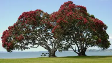 Photo of Árvore de Natal da Nova Zelândia, Pohutukawa