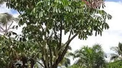 Photo of Árvore guarda-chuva, árvore guarda-chuva, árvore guarda-chuva
