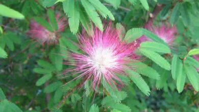 Photo of Árvore podada, Calliandra