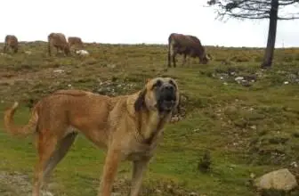 Photo of As 10 melhores raças de cães de quinta da LGD para guardar e proteger o seu gado