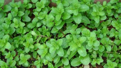 Photo of As folhas das plantas da pimenta são castanhas: porque é que as folhas das plantas da pimenta se tornam castanhas?