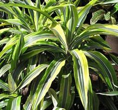 Photo of As folhas de Dracena são castanhas