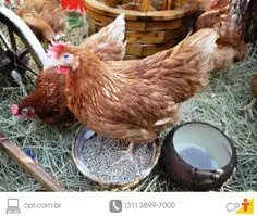 Photo of As galinhas poedeiras: causas, raças e como cuidar delas