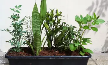 Photo of As melhores plantas para o banho: plantas cultivadas perto de chuveiros e banhos