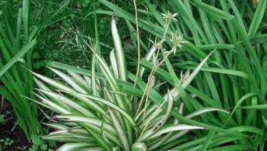 Photo of As plantas-aranha têm sementes? Como cultivar uma planta aranha a partir de sementes