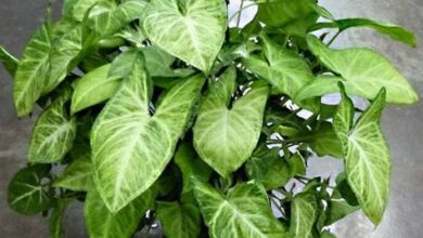 Photo of As plantas da família Araceae são ideais para uso em interiores…