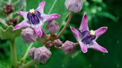 Photo of Asclepiadaceae