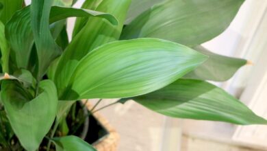 Photo of Aspidistra alta